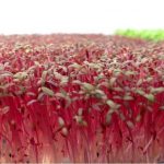 Red Garnet Amaranth Microgreens