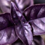 Purple Basil