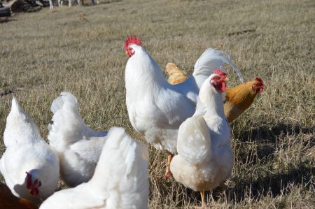 Honey Hen Farms