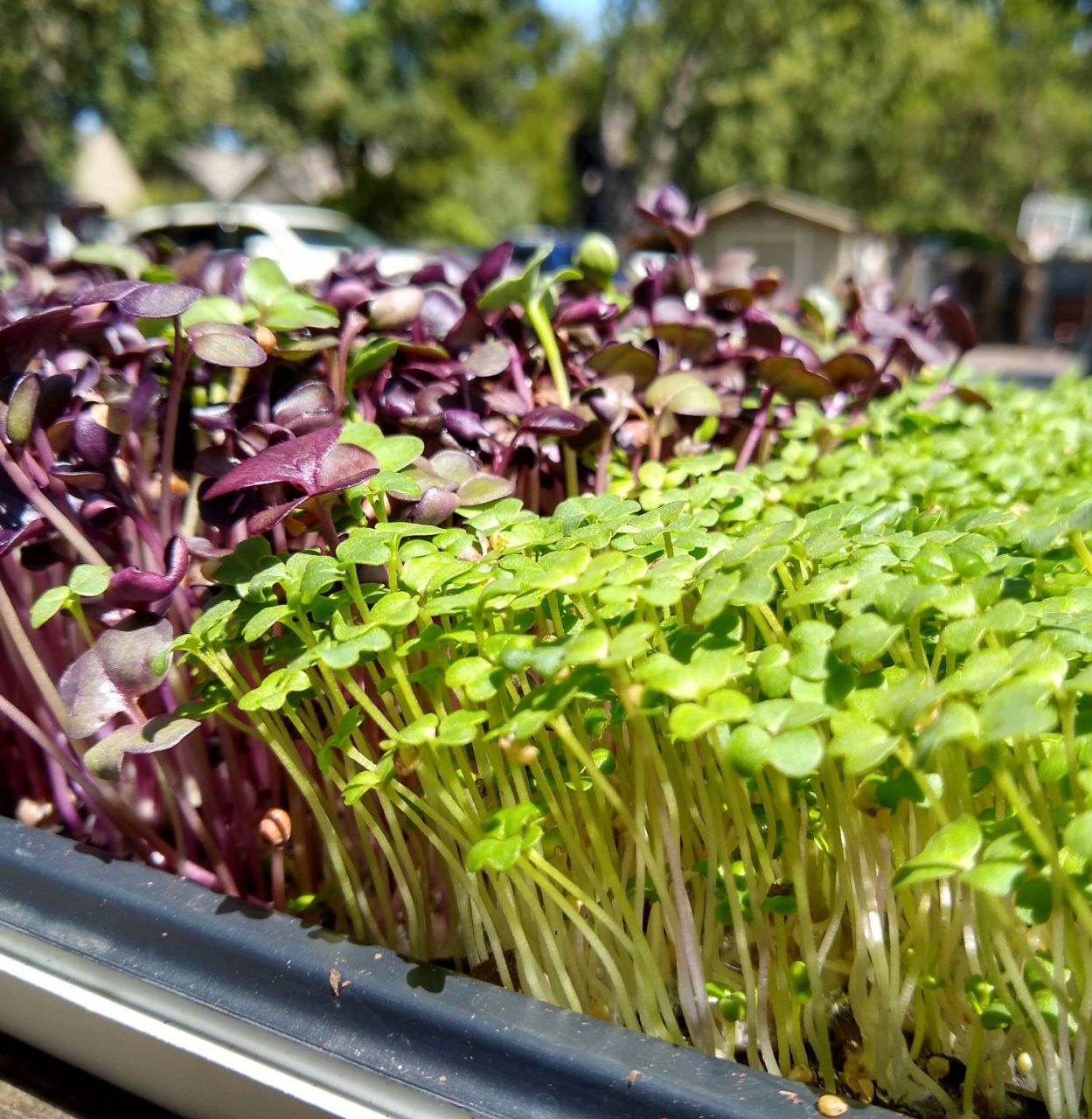 Aquaponic wasabi 