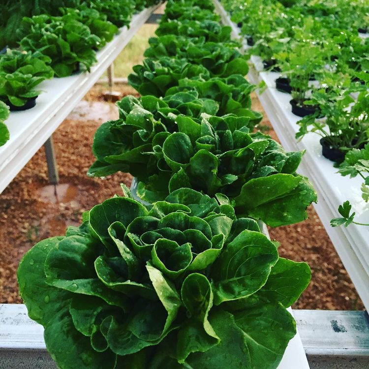 Rising Kale Farms - San Antonio, TX | Farms & Ranches - TexasRealFood