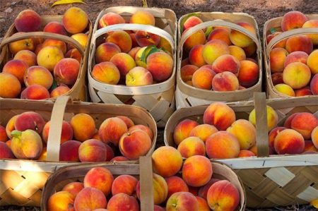 Just Peachy Farms